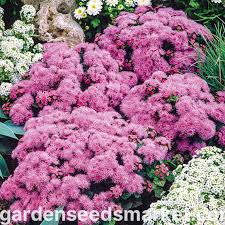 Image result for Leberbalsam