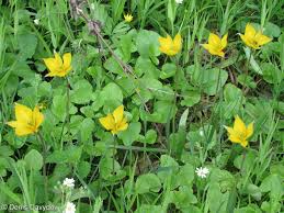 Attēlu rezultāti vaicājumam “Tulipa sylvestris”
