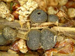 Attēlu rezultāti vaicājumam “Lycogala fuscoolearium”