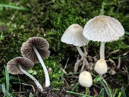 Attēlu rezultāti vaicājumam “Coprinus disseminatus”