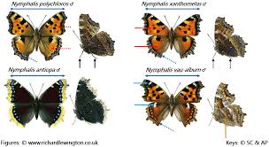 Attēlu rezultāti vaicājumam “Nymphalis antiopa upperside”