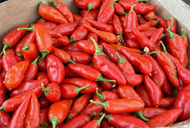 Afbeeldingsresultaat voor aji dulce sweet pepper