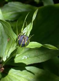 Attēlu rezultāti vaicājumam “Paris quadrifolia bud”