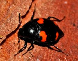 Attēlu rezultāti vaicājumam “Scaphidium quadrimaculatum”