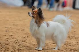 Image result for papillon