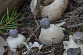 Attēlu rezultāti vaicājumam “Geastrum pectinatum”
