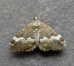 Attēlu rezultāti vaicājumam “Perizoma affinitata”