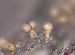 Attēlu rezultāti vaicājumam “Trichia ambigua macro”