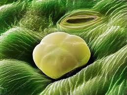 Attēlu rezultāti vaicājumam “Trichia ambigua stalked”