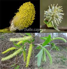 Attēlu rezultāti vaicājumam “Salix caprea male flower”