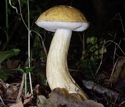 Attēlu rezultāti vaicājumam “Leccinum”