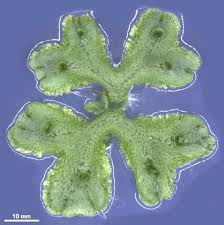Attēlu rezultāti vaicājumam “Marchantia polymorpha”