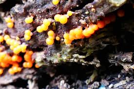 Attēlu rezultāti vaicājumam “Comatricha fragilis stalked”