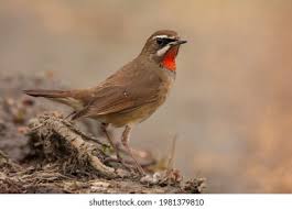 Image result for Luscinia calliope