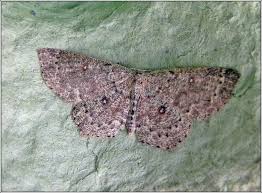 Attēlu rezultāti vaicājumam “Cyclophora pendularia”