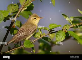 Attēlu rezultāti vaicājumam “Hippolais icterina”