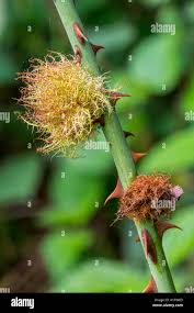 Attēlu rezultāti vaicājumam “Diplolepis rosae”