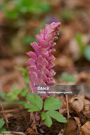 Attēlu rezultāti vaicājumam “Lathraea squamaria flower”