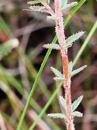 Attēlu rezultāti vaicājumam “Erica tetralix leaf”