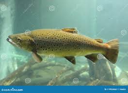 Image result for Salmo pallaryi