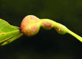 Attēlu rezultāti vaicājumam “Contarinia petioli”