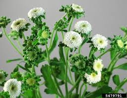 Image result for Tanacetum parthenium