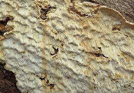 Attēlu rezultāti vaicājumam “Antrodia pulvinascens”