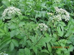 Attēlu rezultāti vaicājumam “Chaerophyllum aromaticum leaf”