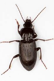 Attēlu rezultāti vaicājumam “Pterostichus sp.”