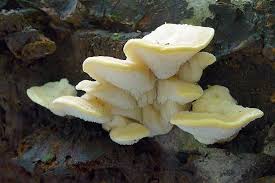 Attēlu rezultāti vaicājumam “Antrodiella serpula”