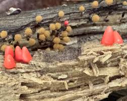 Attēlu rezultāti vaicājumam “Lycogala conicum spores”