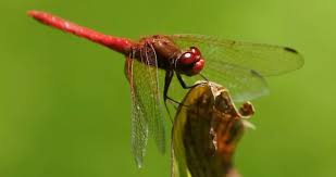 Attēlu rezultāti vaicājumam “Sympetrum”