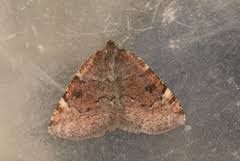 Attēlu rezultāti vaicājumam “Epirranthis diversata”