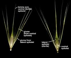 Attēlu rezultāti vaicājumam “Hordeum jubatum”