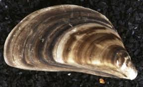 Attēlu rezultāti vaicājumam “Dreissena polymorpha”