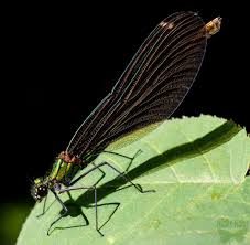 Attēlu rezultāti vaicājumam “Calopteryx virgo”