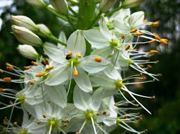 Image result for Steppenkerze