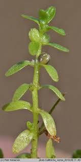 Attēlu rezultāti vaicājumam “Callitriche verna”