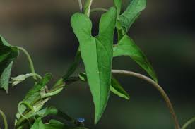 Attēlu rezultāti vaicājumam “Calystegia sepium leaf”
