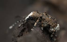 Attēlu rezultāti vaicājumam “Platystomos albinus”