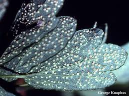 Attēlu rezultāti vaicājumam “Tranzschelia pruni-spinosae spores”