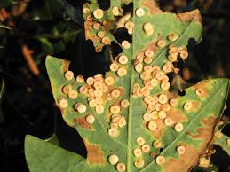 Attēlu rezultāti vaicājumam “gall”