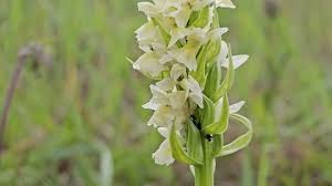 Attēlu rezultāti vaicājumam “Dactylorhiza ochroleuca flower”