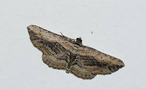 Attēlu rezultāti vaicājumam “Horisme vitalbata”