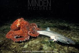 Image result for Enteroctopus dofleini