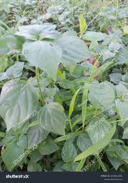 Attēlu rezultāti vaicājumam “Circaea alpina leaf”