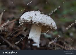 Attēlu rezultāti vaicājumam “Amanita strobiliformis”