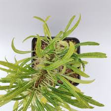 Attēlu rezultāti vaicājumam “Campylophyllum calcareum sporophyte”