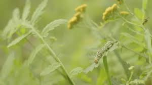 Attēlu rezultāti vaicājumam “Cucullia verbasci larva”