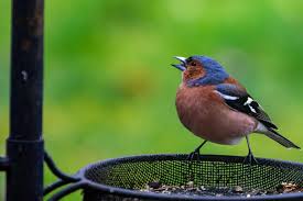 Attēlu rezultāti vaicājumam “Fringilla coelebs male”